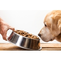 Na co zwracać uwagę przy wyborze karmy dla psa?